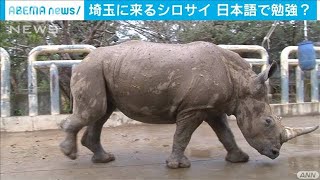 「来い」「ダメ」「いいね」　来日へシロサイ猛勉強(2021年3月2日)