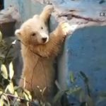 ホッキョクグマの赤ちゃん、お披露目へ　天王寺動物園