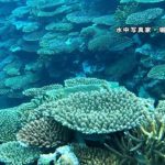 石垣島のサンゴが「奇跡の復活」