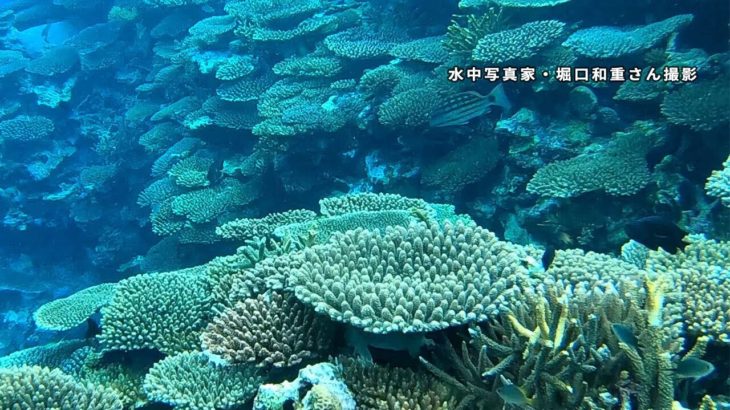 石垣島のサンゴが「奇跡の復活」
