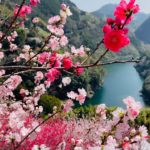 紅白のハナモモが満開　高知の仁淀川沿い、色鮮やかに