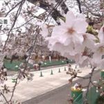 “宣言”解除初日に東京で桜満開　上野公園の桜(2021年3月22日)