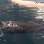 アドベンチャーワールドのラッコ、鳥羽水族館へ