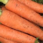 徳島県特産の春ニンジンの主産地、藍住町での収穫作業