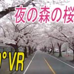 【360°VR】「夜の森」に桜のトンネル　福島・富岡町