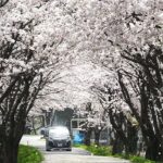 絵本になった桜のトンネル　滋賀・長浜市