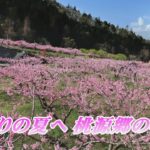 実りの夏へ　桃源郷の春