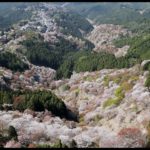 「一目千本」吉野山で桜が見ごろ