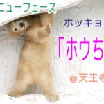 動物園のニューフェース　ホッキョクグマの「ホウちゃん」