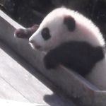 ジャイアントパンダの楓浜が日光浴、初めての滑り台登り