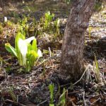 奥州市に春の訪れ　ミズバショウ「白雪の滝」桜に喜ぶ園児たち