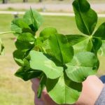 四万十川に四つ葉のクローバーがいっぱい