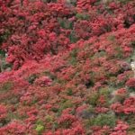 葛城山のツツジ見頃