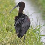 国内観測はまれ　珍客ブロンズトキが鹿児島に飛来