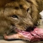 骨や皮が付いたままのイノシシの肉を与えられたライオン＝千葉市動物公園提供