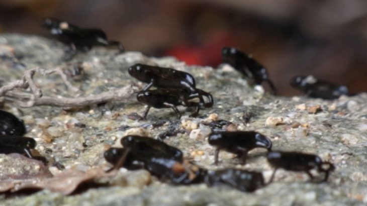 山頂目指す、ヒキガエルの登山
