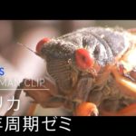 数兆匹の大発生も？アメリカで“17年周期ゼミ”「ブルードＸ」羽化始まる【カメラマンCLIP】