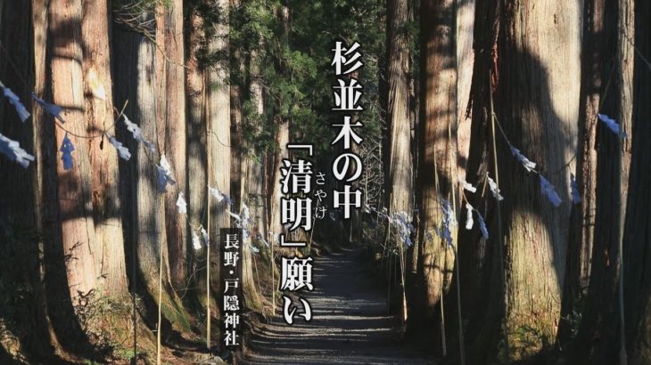 杉並木の中「清明」願い