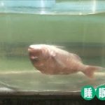 “究極の鮮度”実現！「魚を眠らせて運ぶ」流通革命(2021年5月30日)