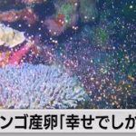 貴重！サンゴの産卵（2021年5月28日）