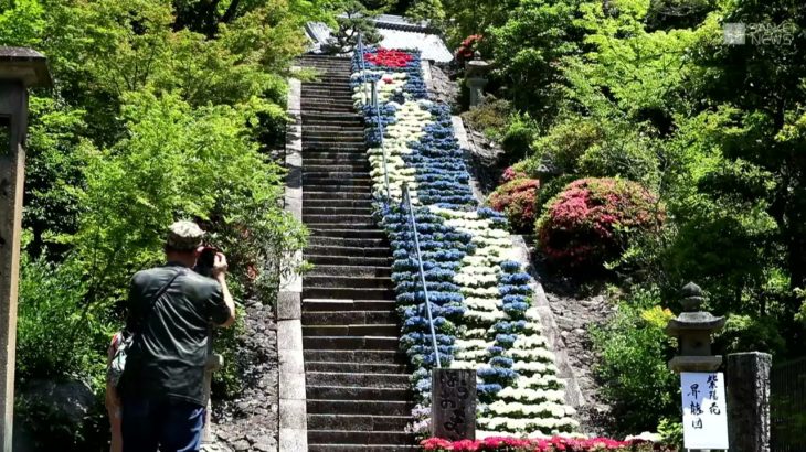 石段を昇る竜？ 満開アジサイ 　京都・宇治の三室戸寺