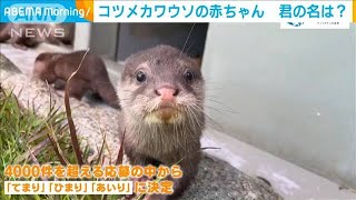池袋のコツメカワウソ　名前に込められた願いとは・・・(2021年5月28日)