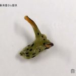 ウミウシの自切と再生システムを奈良女子大生が発見