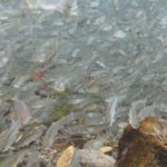 サケ稚魚、大海原へ旅立ち 北海道で250万匹放流