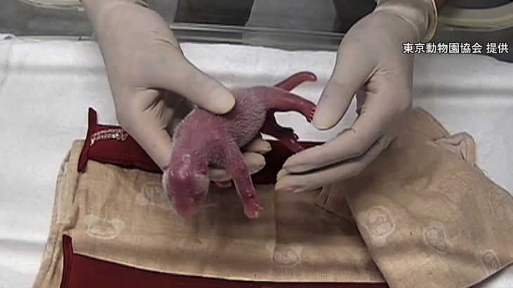 上野動物園のジャイアントパンダ「シンシン」が2頭出産