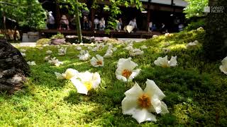 沙羅の花に世の無常重ね　京都・東林院で愛でる会始まる