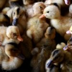 アイガモ農法用のアイガモ出荷ピーク