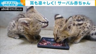 猫系赤ちゃん3種盛り！サーバル、チーター、マヌル(2021年6月29日)