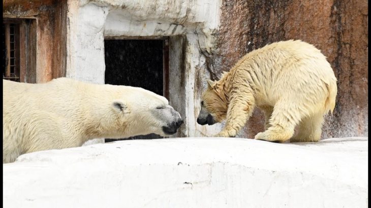 天王寺動物園 笑顔戻った