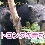 どうぶつ園のニューフェース　ビントロングの赤ちゃん