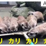 クスッと笑える動物動画集めました! 【ニュースまとめ】