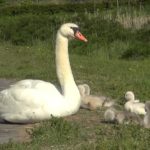 河口湖でコブハクチョウが子育て
