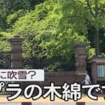 夏なのに吹雪？　実はポプラの綿毛です