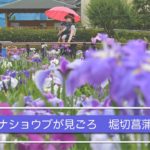 ハナショウブが見ごろ　堀切菖蒲園