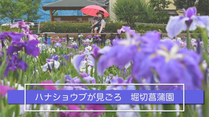 ハナショウブが見ごろ　堀切菖蒲園