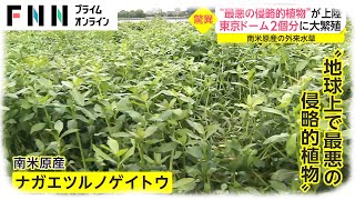 “最悪の侵略的植物”が上陸　東京ドーム2個分に大繁殖