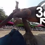 【いきもの目線】アジアゾウ（360Lives　/　Asian elephant）