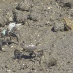 干潟のダンス、キレが勝負 チゴガニの求愛、和歌山