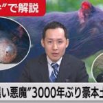高知弁で解説！「黒い悪魔”が豪州本土で3000年ぶり繁殖」（2021年6月28日）