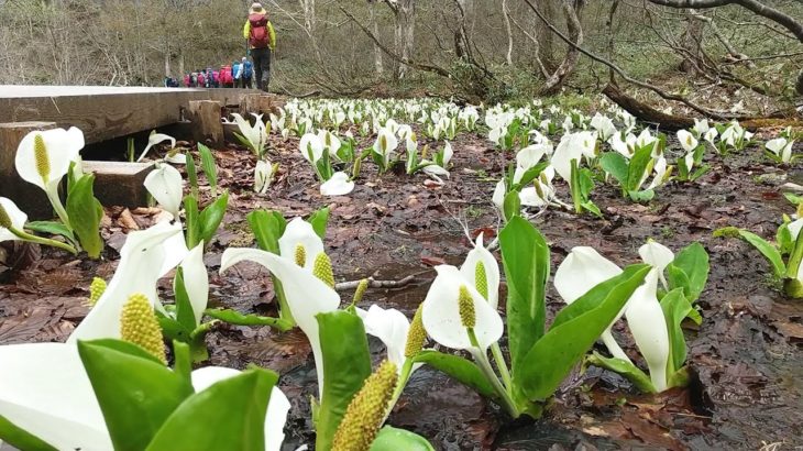 尾瀬、ミズバショウが見ごろ　花のリレー始まる