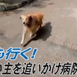 私も連れて行って！飼い主乗せた救急車を追いかける犬が話題　トルコ