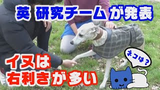 犬は右利きが多い！イギリスの研究チームが調査。ちなみに猫は？？【マスクにゃんニュース】