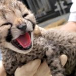 千葉市動物園で誕生したチーターの赤ちゃん