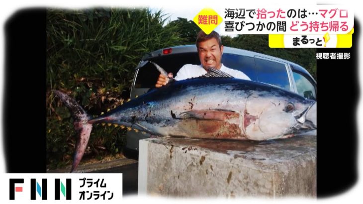 沖縄の海辺で拾ったのは…マグロ　喜びつかの間 どう持ち帰る
