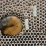 カブトムシの幼虫、どうやって掘り進むの？