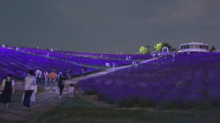 闇夜に浮かぶラベンダー 上富良野でライトアップ